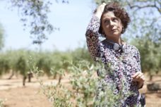 203496g-el_olivo_2016_10